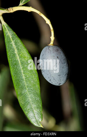 Closeup of a single black ripe olive from a tree of Olea europae Stock Photo