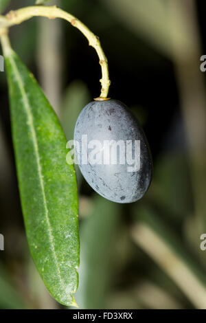 Closeup of a single black mature olive from a tree of Olea europae Stock Photo