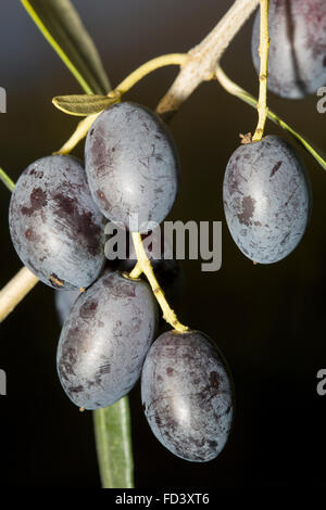 Closeup of black ripe olives from a tree of Olea europae Stock Photo