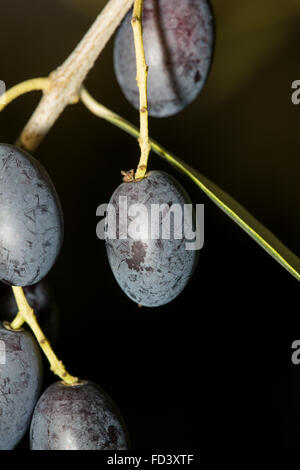 Closeup of a black mature olive from a tree of Olea europae Stock Photo