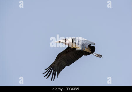A flying Marabou Stork, a rather ugly looking bird Stock Photo