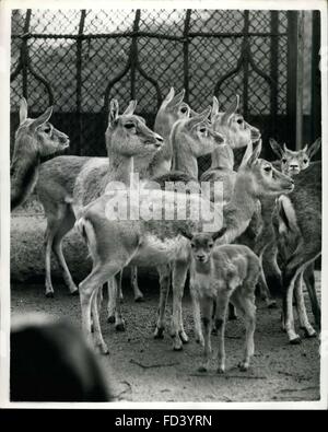1962 - Indian Blackbuck Babies Show Their Pages: Two Indian blackbucks 0 a sort of antelope - were born this week at the London Zoo. With Inbred agility they were showing themselves expert at both the long and high jump within hours of their birth. Photo Shows The baby blackbucks with some of their elders at the London zoo yesterday. © Keystone Pictures USA/ZUMAPRESS.com/Alamy Live News Stock Photo