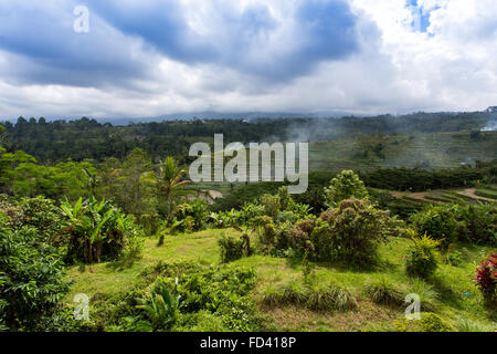 panorama of beautiful Rice terraced paddy fields in central Bali, Ubud region, Indonesia Stock Photo