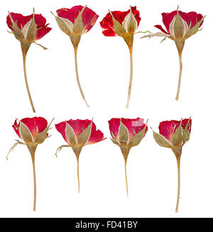Set of flat dried pressed flowers roses, isolated Stock Photo