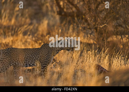 Backlit Africa leopard (Panthera pardus pardus) walking through the dry bush forests of Samburu national park at dusk in Kenya, Stock Photo