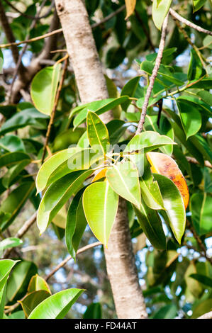 Close up of the Rubber tree AKA Rubber fig (Ficus elastica) Stock Photo