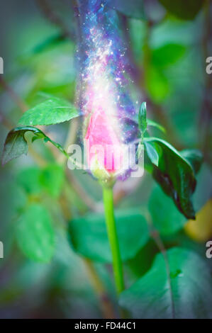Digitally manipulated exploding red Rose bud Stock Photo - Alamy