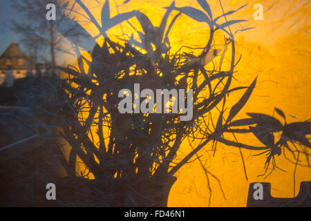 Back lit pot plant. Stock Photo