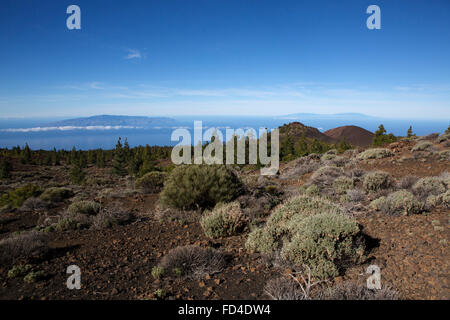 Vegetation on the volcanic landscape of Teide National Park on Tenerife, Spain. Stock Photo