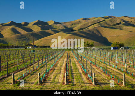 Vineyard and Wither Hills, near Blenheim, Marlborough, South Island, New Zealand Stock Photo
