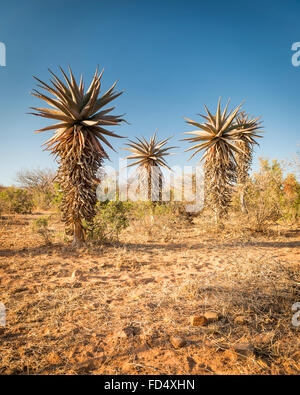 Wild growing aloe vera trees in a desert landscape in Botswana, Africa Stock Photo