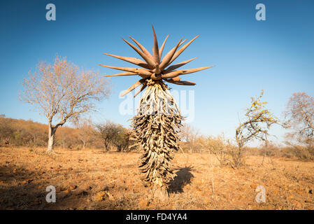 Wild growing aloe vera trees in a desert landscape in Botswana, Africa Stock Photo