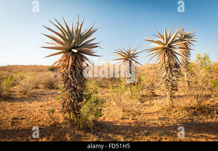 Wild growing aloe vera trees in a desert landscape in Botswana, Africa Stock Photo