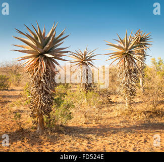 Wild growing aloe vera trees in a desert landscape in Botswana, Africa Stock Photo