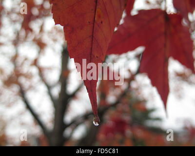 Waterdrop on Orange Coloured Leaf Stock Photo