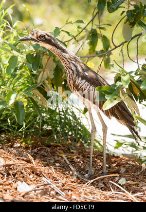 The Bush Stone-curlew (Burhinus grallarius) is an iconic, nocturnal bird seen often on Stradbroke Island, Queensland, Australia Stock Photo