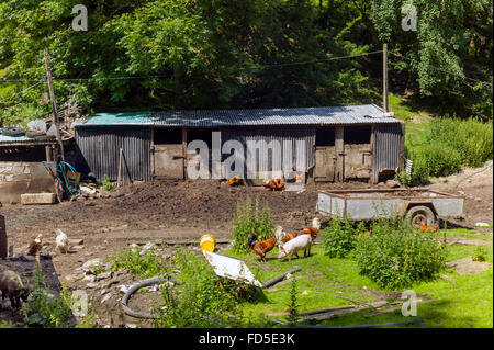 untidy small family farmyard, different species of farm animals wander ...