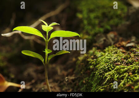 Sprouting leaves Stock Photo