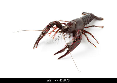 Fresh raw freshwater crayfish on white background Stock Photo