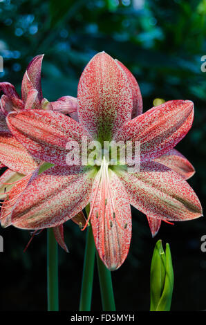 one red and white lovely flower in the family amaryllis Stock Photo