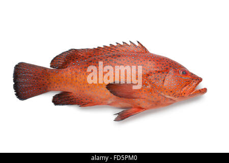 Single fresh Coral Hind fish on white background Stock Photo