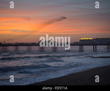 Murmuration of starlings over Brighton Pier as the sun sets Stock Photo