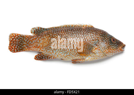 Whole fresh grouper fish on white background Stock Photo