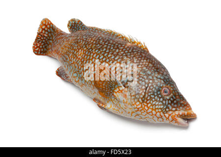 Whole fresh grouper fish on white background Stock Photo