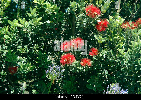 Rata Flower Tree, South Island, New Zealand Stock Photo