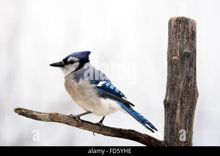 Blue Jay Cyanocitta Cristata Bird Red Stock Photo 1456450436