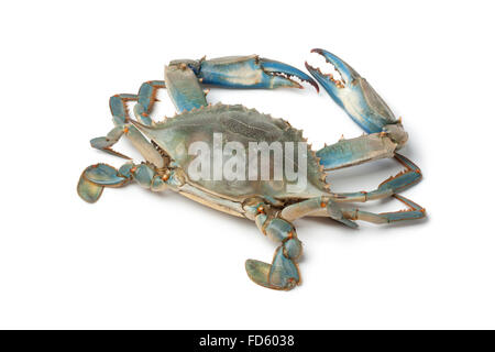 Single blue crab on white background Stock Photo
