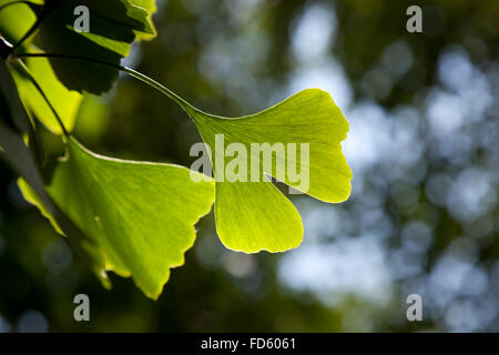 Ginkgo biloba leaf on a tree Stock Photo