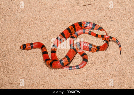 Honduran milk snake, Lampropeltis triangulum hondurensis, tangerine phase), native to Honduras, Nicaragua and Costa Rica Stock Photo