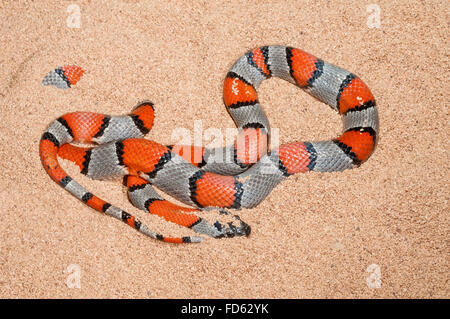 Grey-banded kingsnake, Lampropeltis alterna, Blairs colour phase, western Texas, southern New Mexico and northern Mexico Stock Photo