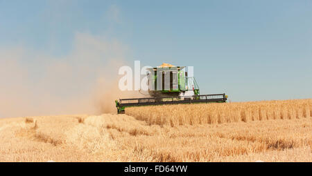 Harvester Combines Cut Summer Wheat Harvest in The Palouse in Eastern Washington Stock Photo