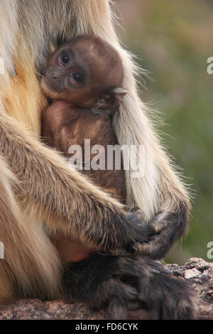 Baby Gray langur (Semnopithecus dussumieri) resting in mothers arms, Ranthambore Fort, Rajasthan, India Stock Photo