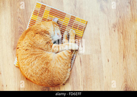 Red Cat Curled Up Sleeping In His Bed On Laminate Floor. Top View Stock Photo