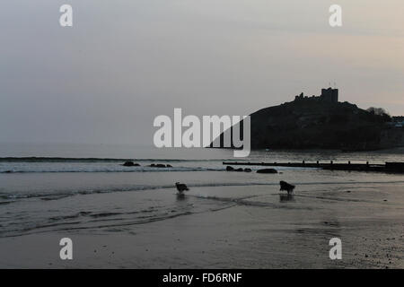 Dogs on Criccieth beach and Castle Wales Stock Photo