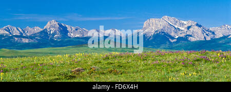 panorama of wildflowers on the prairie below the rocky mountain front near dupuyer, montana Stock Photo