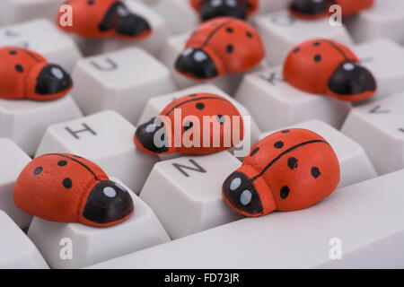 Ladybirds / ladybugs on PC keyboard - as a visual metaphor for the concept of 'computer bug' or viral / system 'infection'. Stock Photo