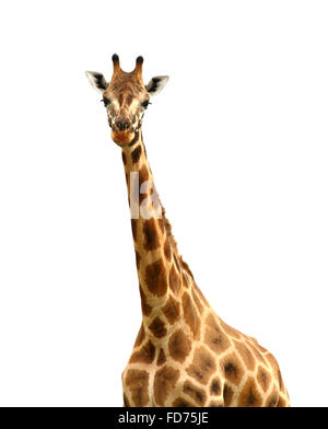 A giraffe, isolated against white, looking at the camera Stock Photo