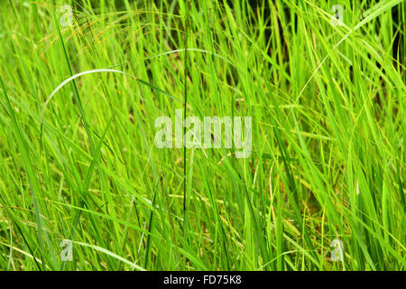 Vibrant long jungle grass background Stock Photo