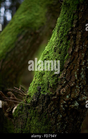 Moss on the bark of a tree in winter Stock Photo