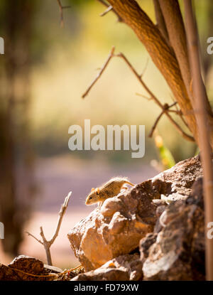 Cute striped field mouse sitting on a rock with late afternoon sun behind in Botswana, Africa Stock Photo