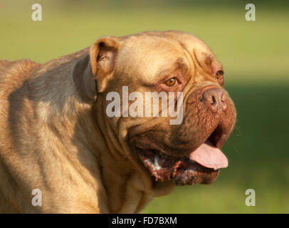 French Mastiff dog face in all it's glory Stock Photo