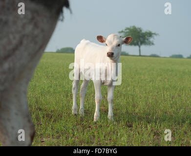 White Texas Longhorn cow with calf at sunset grazing on grass at