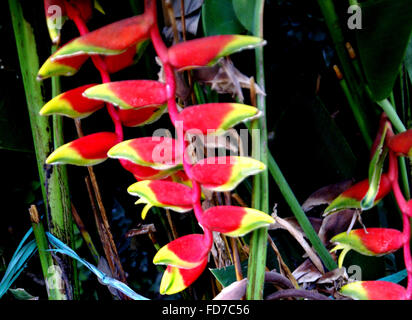 Heliconia rostrata, Hanging Lobster claw, herbaceous perennial with banana like leaves, hanging scarlet and yellow flowers Stock Photo