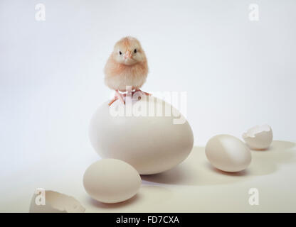 Baby chick standing on oversize egg. Stock Photo