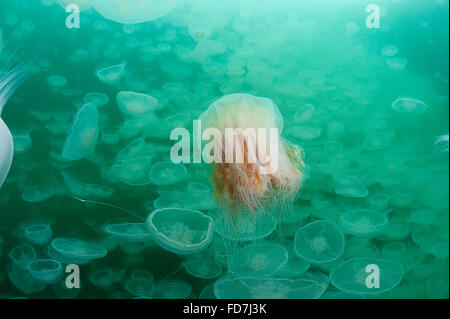 lion's mane jellyfish, Cyanea capillata, swimming through swarm of moon jellies, Aurelia aurita, Port Fidalgo, Alaska, USA