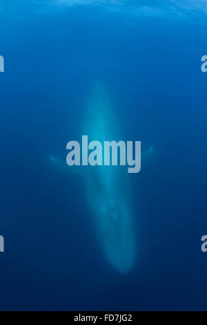 blue whale ( Balaenoptera musculus ) diving, Endangered Species, California, USA ( Eastern Pacific Ocean ) Stock Photo